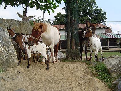 La Ferme Des 4 Chenes Hotel Urt ภายนอก รูปภาพ